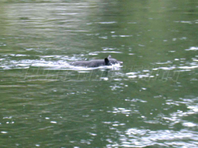 black bear swimming accros the gold river