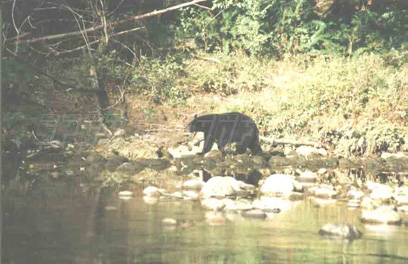 nootka black bear