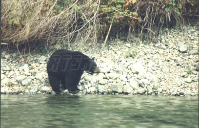 black bear