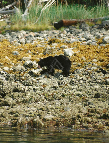 black bear scrounging for shellfish