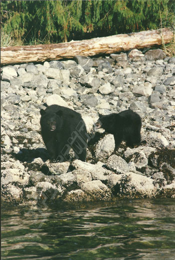 sow black bear and cub looking for crabs and shellfish