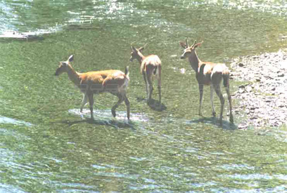 three deer- jim mitchell