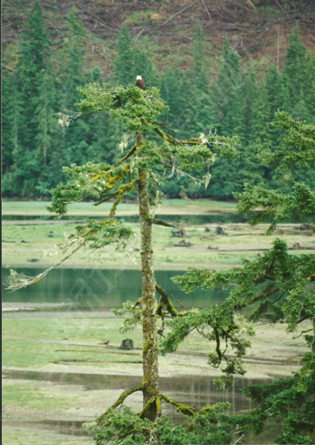 bald eagle in a tree in the conuma river estuary