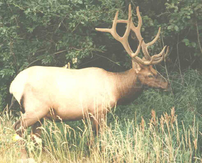 nootka sound bull elk