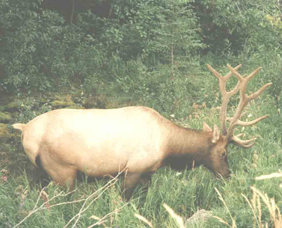 bull elk in conuma river estuary