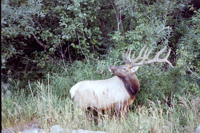 bull rosevelt elk in nootka sound, british columbia canada