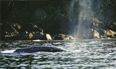 nootka gray whale