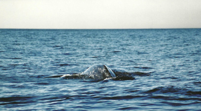 gray whale