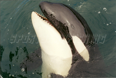 luna the killer whale or orca