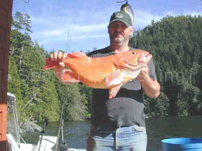 18 lb red snapper