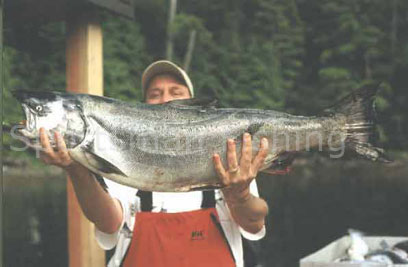 29 lb esperanza inlet chinook salmon