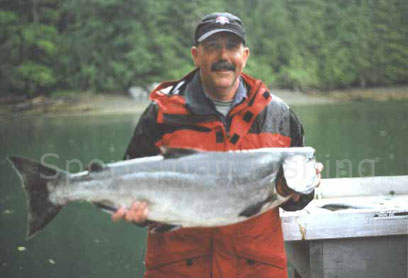 31 lb esperanza inlet chinook salmon
