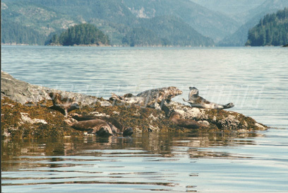 sun bathing seals in nootka sound, british columbia canada