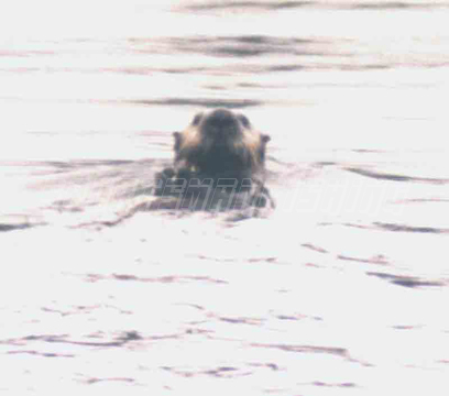 sea otter